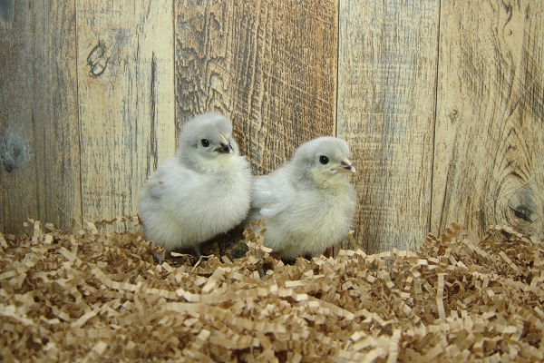 4 Pullet Chicks Week 1